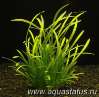 Стрелолист шиловидный (Sagittaria subulata)