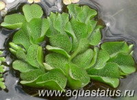 Сальвиния ушастая (Salvinia auriculata)