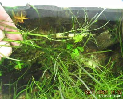 Погостемон Октопус (Pogostemon Stellatus Sp. 'Octopus')