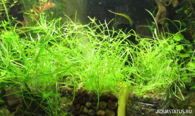 Погостемон Октопус (Pogostemon Stellatus Sp. 'Octopus')