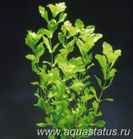 Мексиканский дубок (Shinnersia rivularis)