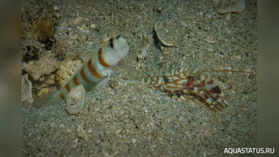 Тигровый рак - щелкун , или Рак - Белла ( Alpheus bellulus )