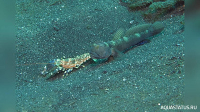 Тигровый рак - щелкун , или Рак - Белла ( Alpheus bellulus )
