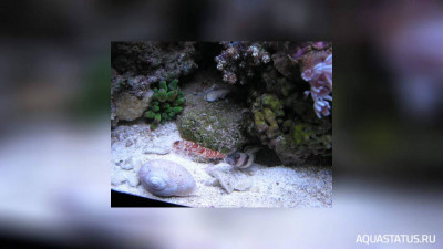 Тигровый рак - щелкун , или Рак - Белла ( Alpheus bellulus )