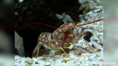 Тигровый рак - щелкун , или Рак - Белла ( Alpheus bellulus )