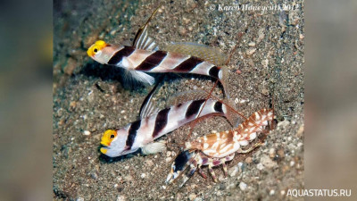 Тигровый рак - щелкун , или Рак - Белла ( Alpheus bellulus )