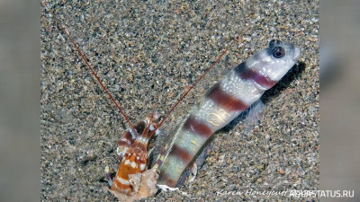 Тигровый рак - щелкун , или Рак - Белла ( Alpheus bellulus )