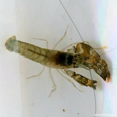 Средиземноморский каменный рак - щелкун ( Alpheus dentipes )