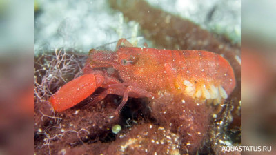 Рак - щелкун ( Alpheus frontalis )