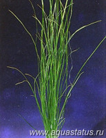 Фото Валлиснерия карликовая Vallisneria nana  (photo#15174)