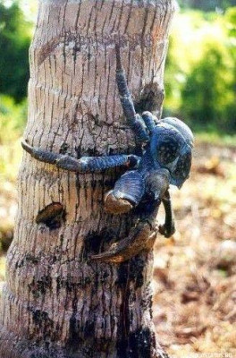 Пальмовый вор ( Birgus latro )