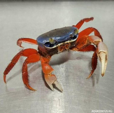 Фото Краб -арлекин Cardisoma Armatum  (photo#151874)