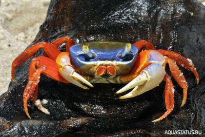 Фото Краб -арлекин Cardisoma Armatum  (photo#151882)