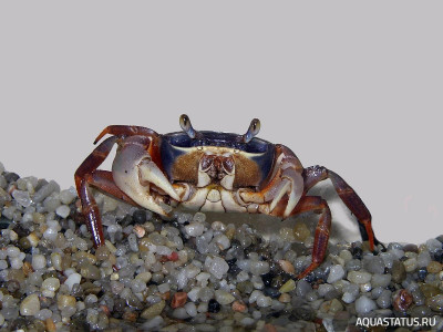 Фото Краб -арлекин Cardisoma Armatum  (photo#151883)