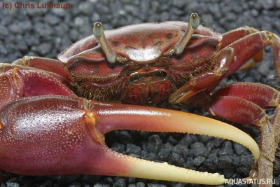 Фото Манящий краб - скрипач Uca ecuadoriensis  (photo#151894)