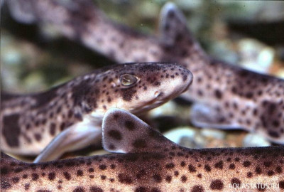 Фото Мелкопятнистая кошачья акула Scyliorhinus canicula  (photo#151973)