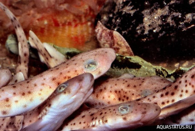 Фото Мелкопятнистая кошачья акула Scyliorhinus canicula  (photo#151974)