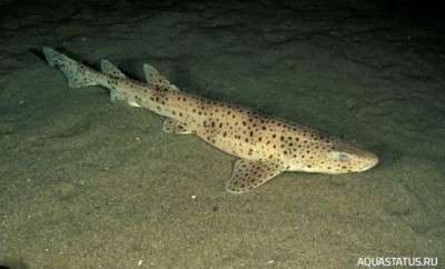 Фото Мелкопятнистая кошачья акула Scyliorhinus canicula  (photo#151975)