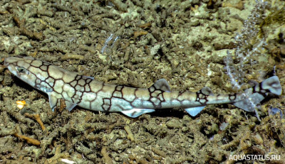 Фото Сетчатая кошачья акула Scyliorhinus retifer  (photo#151976)