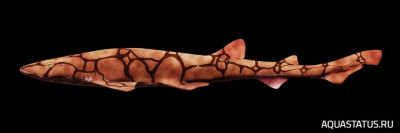 Фото Сетчатая кошачья акула Scyliorhinus retifer  (photo#151977)