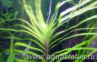 Эйхорния лазоревая (Eichhornia azurea)