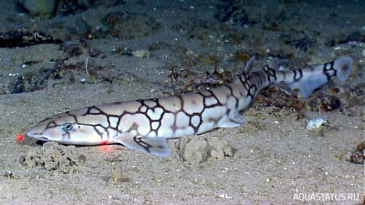 Фото Сетчатая кошачья акула Scyliorhinus retifer  (photo#151982)