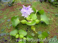 Эйхорния, водяной геацинт (Eichhornia crassipes)