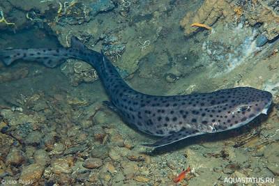 Фото Крупнопятнистая кошачья акула Scyliorhinus stellaris  (photo#151992)