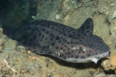 Фото Крупнопятнистая кошачья акула Scyliorhinus stellaris  (photo#151993)