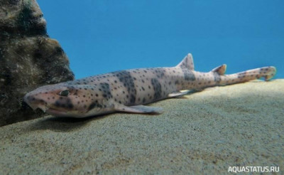 Фото Крупнопятнистая кошачья акула Scyliorhinus stellaris  (photo#151995)