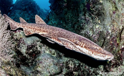 Фото Крупнопятнистая кошачья акула Scyliorhinus stellaris  (photo#151996)