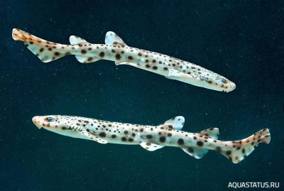 Фото Крупнопятнистая кошачья акула Scyliorhinus stellaris  (photo#151998)