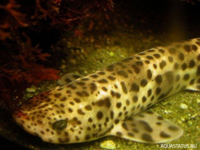 Фото Крупнопятнистая кошачья акула Scyliorhinus stellaris  (photo#151999)