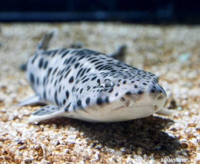 Фото Крупнопятнистая кошачья акула Scyliorhinus stellaris  (photo#152000)