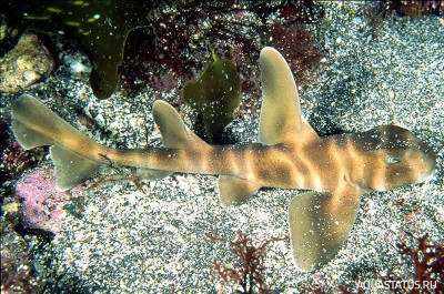 Фото Японская кошачья акула Scyliorhinus torazame  (photo#152001)