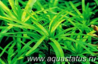 Эйхорния разнолистная (Eichhornia diversifolia)