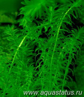 Элодея канадская (Elodea densa)