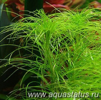 Эриокаулон (Eriocaulon setaceum)