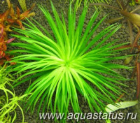 Эриокаулон сп. австралия (Eriocaulon sp. australia)