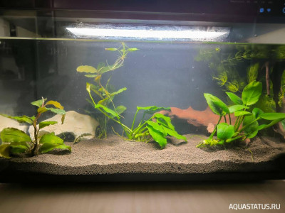 Фото Xiaomi Mijia Smart Fish Tank MYG100 20 литров Дзен  (photo#152180)