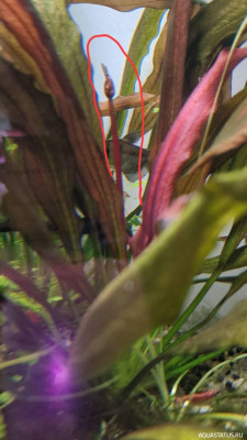 Подводный Романтик. Мой аквариум Fluval Roma 120 литров (Zlatka)