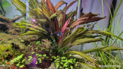 Подводный Романтик. Мой аквариум Fluval Roma 120 литров (Zlatka)
