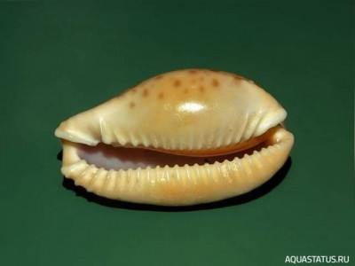Фото Пятнистый каури, или Изменчивый каури Naria spurca  (photo#152318)