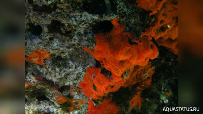 Фото Морская губка Spirastrella cunctatrix  (photo#152329)