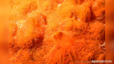 Фото Морская губка Spirastrella cunctatrix  (photo#152330)