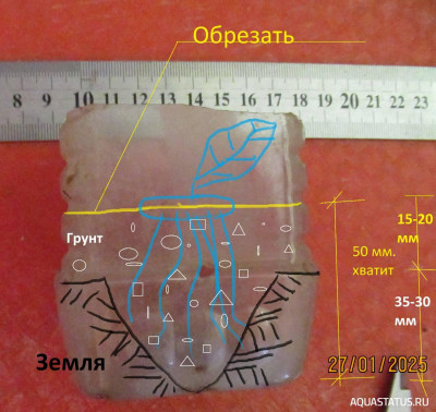 Мой аквариум 35 литров (Tetrancistrus)