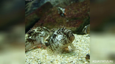 Рыба - скорпион  ( Paracentropogon rubripinnis )