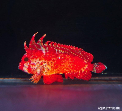 Рыба - скорпион ( Paracentropogon zonatus  )