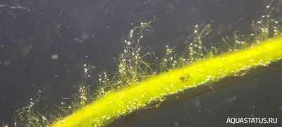Определение водорослей в аквариуме