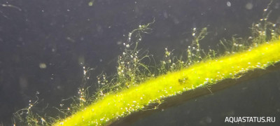 Определение водорослей в аквариуме